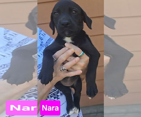 Medium Photo #5 Labrador Retriever-Unknown Mix Puppy For Sale in Alexander, AR, USA
