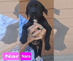 Small #4 Labrador Retriever Mix