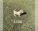 Puppy 4 Beagle