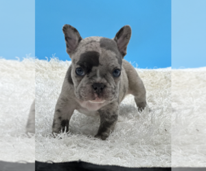 French Bulldog Puppy for sale in NEWPORT BEACH, CA, USA