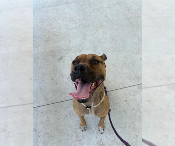 Medium Photo #1 Black Mouth Cur Puppy For Sale in Palmetto, FL, USA