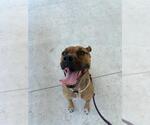 Small Black Mouth Cur