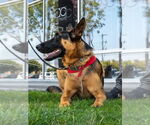 Small #21 German Shepherd Dog Mix