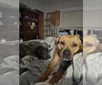 Small #2 American Pit Bull Terrier Mix