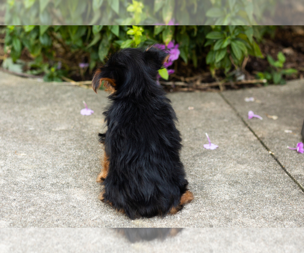 Medium Photo #5 Yorkshire Terrier Puppy For Sale in NAPPANEE, IN, USA