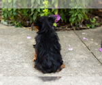 Small #4 Yorkshire Terrier