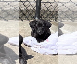 Labrador Retriever-Unknown Mix Dogs for adoption in Elmsford, NY, USA