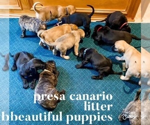 Presa Canario Puppy for sale in ATLANTA, GA, USA