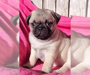 Pug Puppy for sale in SILVER SPRINGS, FL, USA