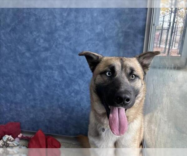 Medium Photo #1 German Shepherd Dog Puppy For Sale in Fort Collins, CO, USA