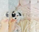 Small #4 Poodle (Toy)