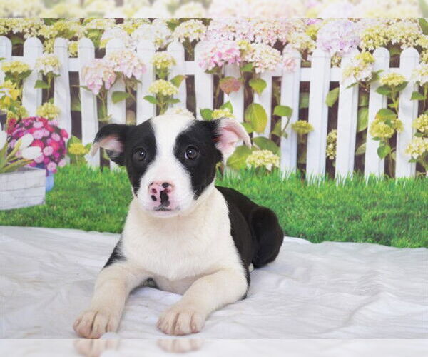 Medium Photo #1 Mutt Puppy For Sale in Oroville, CA, USA