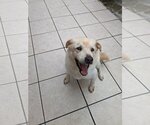 Small Photo #2 Labrador Retriever Puppy For Sale in Miami, FL, USA