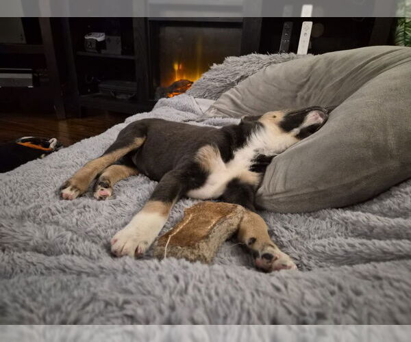 Medium Photo #3 Mutt Puppy For Sale in Springdale, PA, USA