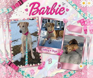 Labrador Retriever-Unknown Mix Dogs for adoption in Woodbury, NY, USA