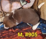 Litter of 7 - Male(s) and Female(s) Bagle HoundLitter of Puppies for Sale - Photo #5