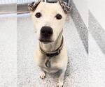 Small #2 Labrador Retriever Mix