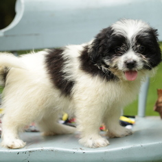 Peke-A-Poo-Poodle (Miniature) Mix Puppy for sale in GAP, PA, USA