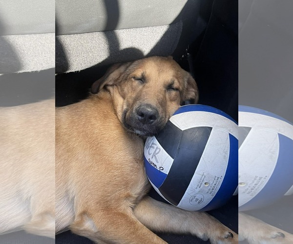 Medium Photo #3 Mutt Puppy For Sale in Lee's Summit, MO, USA