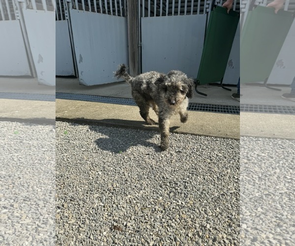 Medium Photo #4 Poodle (Miniature) Puppy For Sale in Westwood, NJ, USA