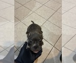Small #2 American French Bull Terrier