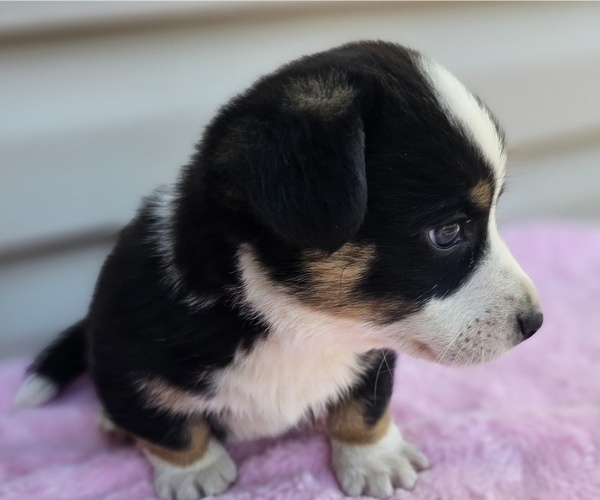 Medium Photo #1 Cardigan Welsh Corgi Puppy For Sale in ASHVILLE, AL, USA