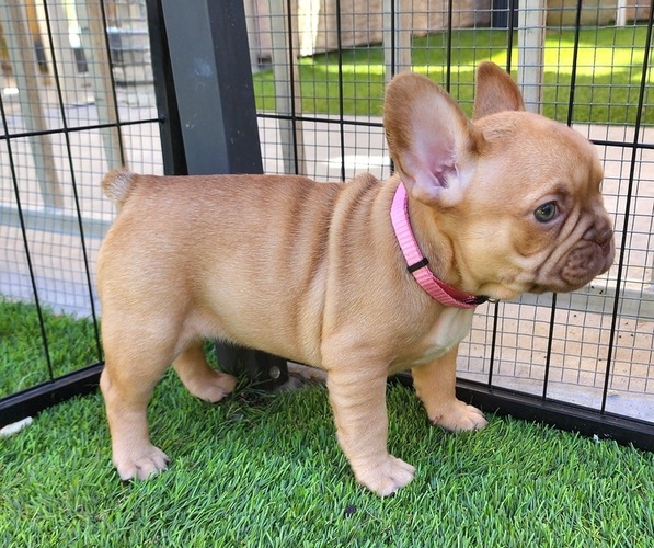Medium Photo #16 French Bulldog Puppy For Sale in LAS VEGAS, NV, USA