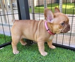 Small #15 French Bulldog