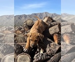 Small Photo #65 Rhodesian Ridgeback Puppy For Sale in MORONGO VALLEY, CA, USA