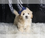 Puppy Ducky F1B Maltipoo