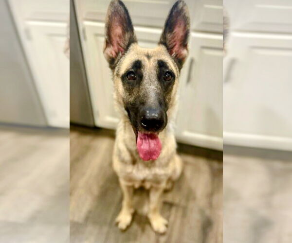 Medium Photo #4 German Shepherd Dog Puppy For Sale in Mt. Laurel, NJ, USA