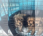 Small #3 Yorkipoo