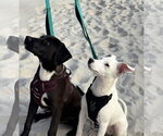 Small Photo #4 Labrador Retriever-Unknown Mix Puppy For Sale in Oakhurst, NJ, USA