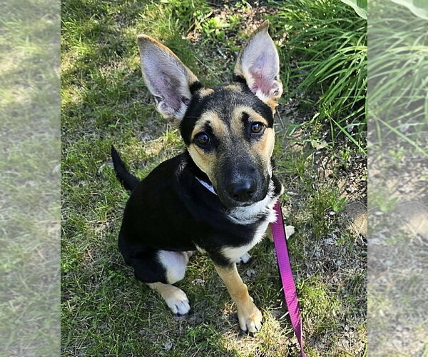 Medium Photo #5 Australian Kelpie-Unknown Mix Puppy For Sale in Andover, MN, USA