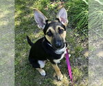 Small #4 Australian Kelpie Mix