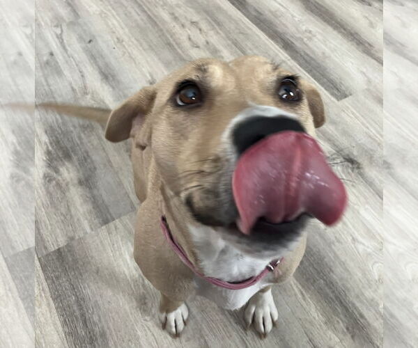Medium Photo #30 American Pit Bull Terrier-Unknown Mix Puppy For Sale in Fargo, ND, USA