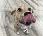 Small #29 American Pit Bull Terrier Mix