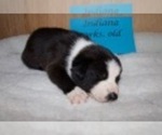 Small Photo #6 Border Collie Puppy For Sale in ANDERSON, SC, USA