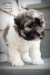 Small Photo #6 Havanese Puppy For Sale in SHELBY, OH, USA
