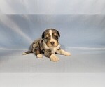 Small Photo #20 Bernedoodle (Miniature) Puppy For Sale in BLACK FOREST, CO, USA