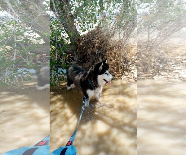 Medium Photo #2 Siberian Husky Puppy For Sale in  Ramona, CA, USA