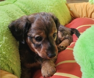 Dachshund Puppy for sale in PIQUA, OH, USA