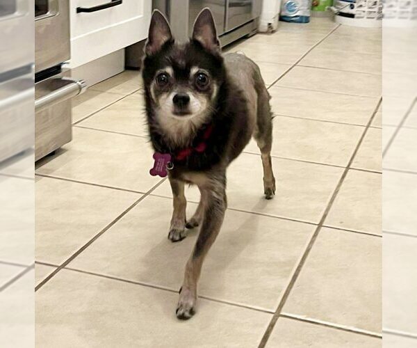 Medium Photo #1 Chihuahua-Unknown Mix Puppy For Sale in Spring Lake, NC, USA