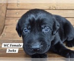 Puppy Black WC Labrador Retriever