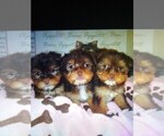 Small Photo #1 Yorkshire Terrier Puppy For Sale in MENIFEE, CA, USA