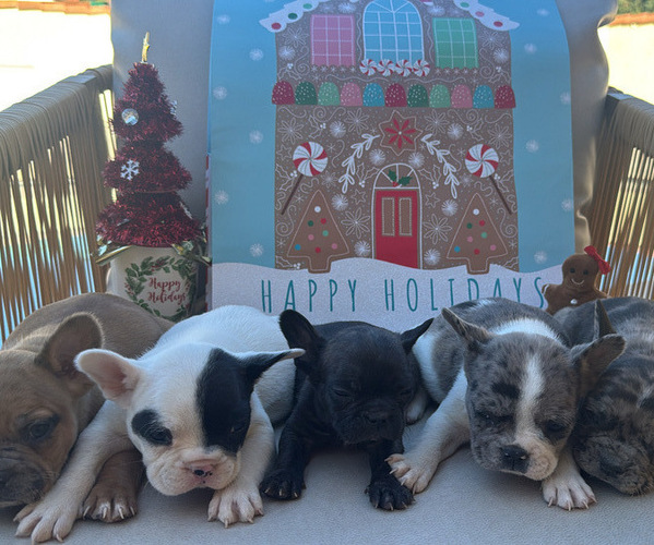 Medium Photo #1 French Bulldog Puppy For Sale in MORENO VALLEY, CA, USA