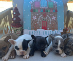 Image preview for Ad Listing. Nickname: Frenchie babies