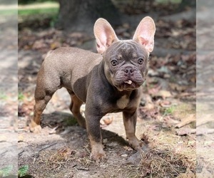 French Bulldog Puppy for sale in ATLANTA, GA, USA