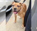 Small #3 Boxer-Staffordshire Bull Terrier Mix