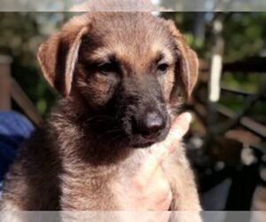 German Shepherd Dog Puppy for sale in CLEWISTON, FL, USA